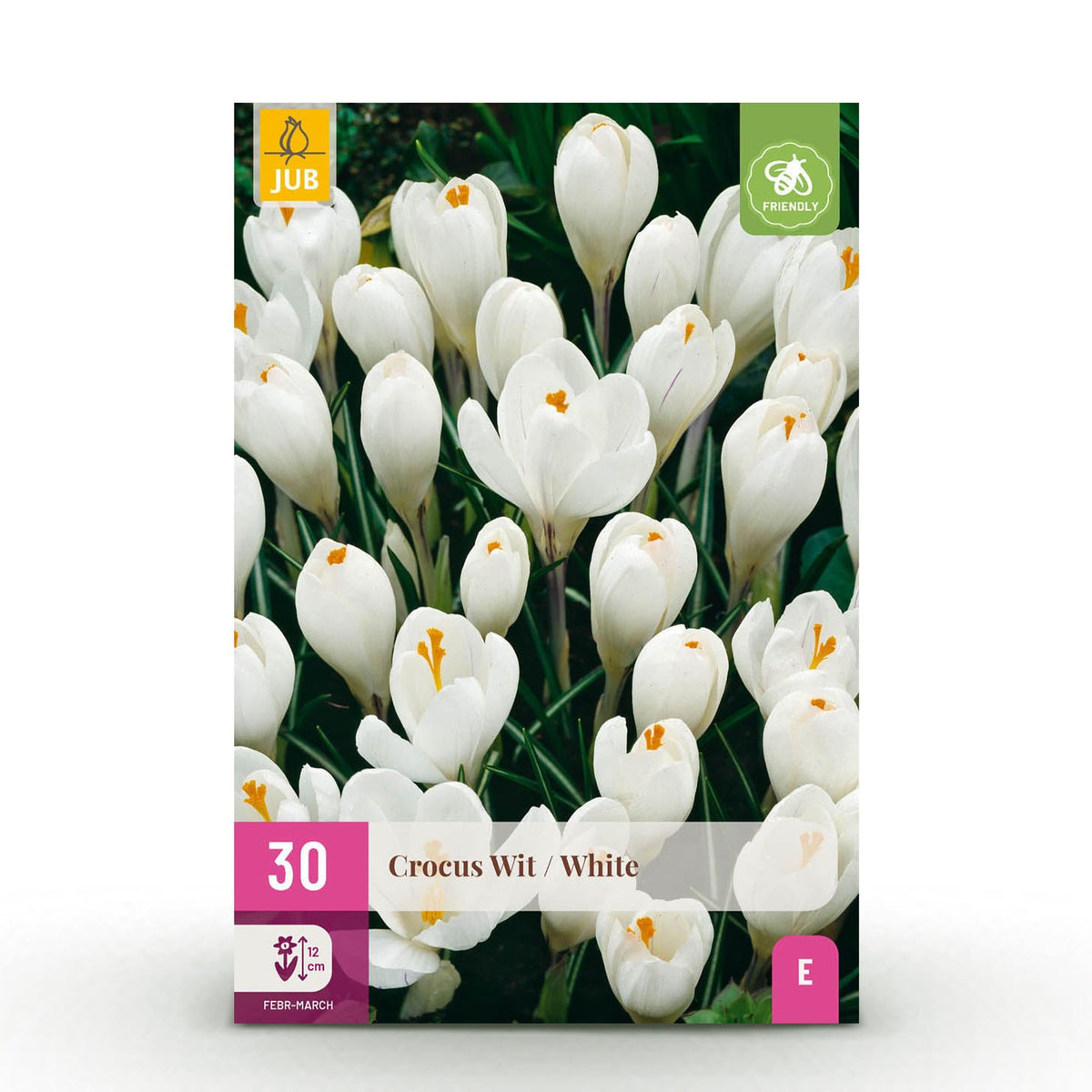 Blumenzwiebeln – Crocus ‘White’ – winterhart & mehrjährig – gelb – 30 Stück – Zwiebelgröße 7/8 – XXL Pack - Green Guardia - Ihr Experte für Schädlinge und Pflanzen