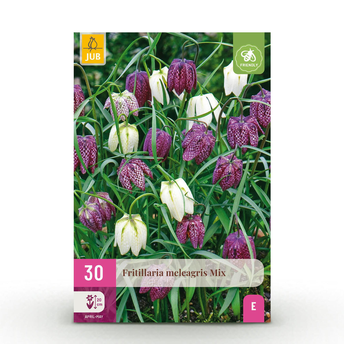 Blumenzwiebeln – Fritillaria meleagris Mix – winterhart & mehrjährig – lila & weiß – 30 Stück – Zwiebelgröße 6/7 – XXL Pack - Green Guardia - Ihr Experte für Schädlinge und Pflanzen