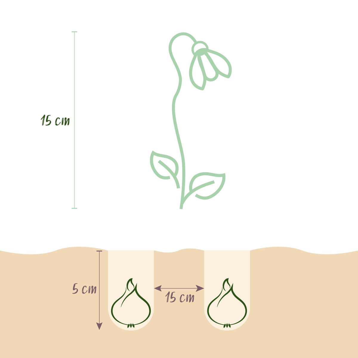 Blumenzwiebeln – Galanthus elwesii – winterhart & mehrjährig – weiß – 25 Stück – Zwiebelgröße 5/6 – XXL Pack - Green Guardia - Ihr Experte für Schädlinge und Pflanzen