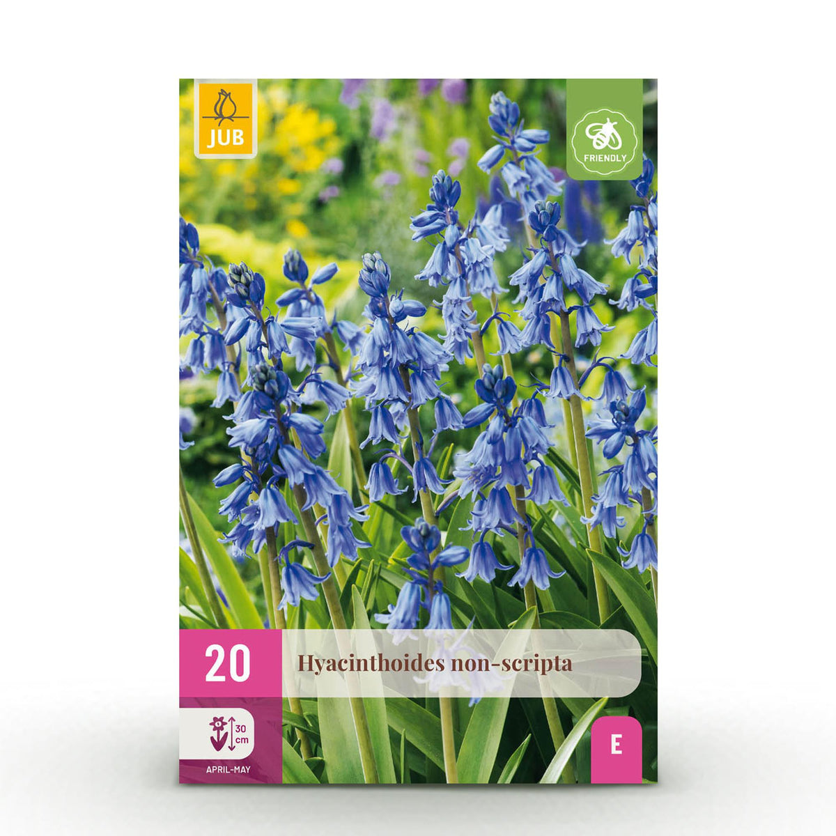 Blumenzwiebeln – Hyacinthoides non - scripta – winterhart & mehrjährig – blau – 20 Stück – Zwiebelgröße 7/8 – XXL Pack - Green Guardia - Ihr Experte für Schädlinge und Pflanzen
