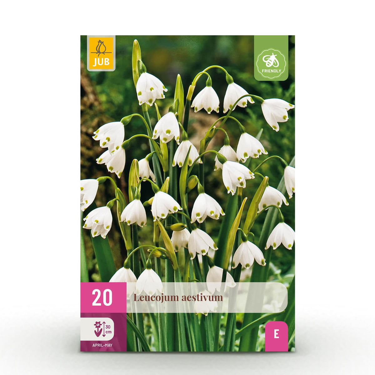 Blumenzwiebeln – Leucojum aestivum – winterhart & mehrjährig – weiß – 20 Stück – Zwiebelgröße 8/9 – XXL Pack - Green Guardia - Ihr Experte für Schädlinge und Pflanzen