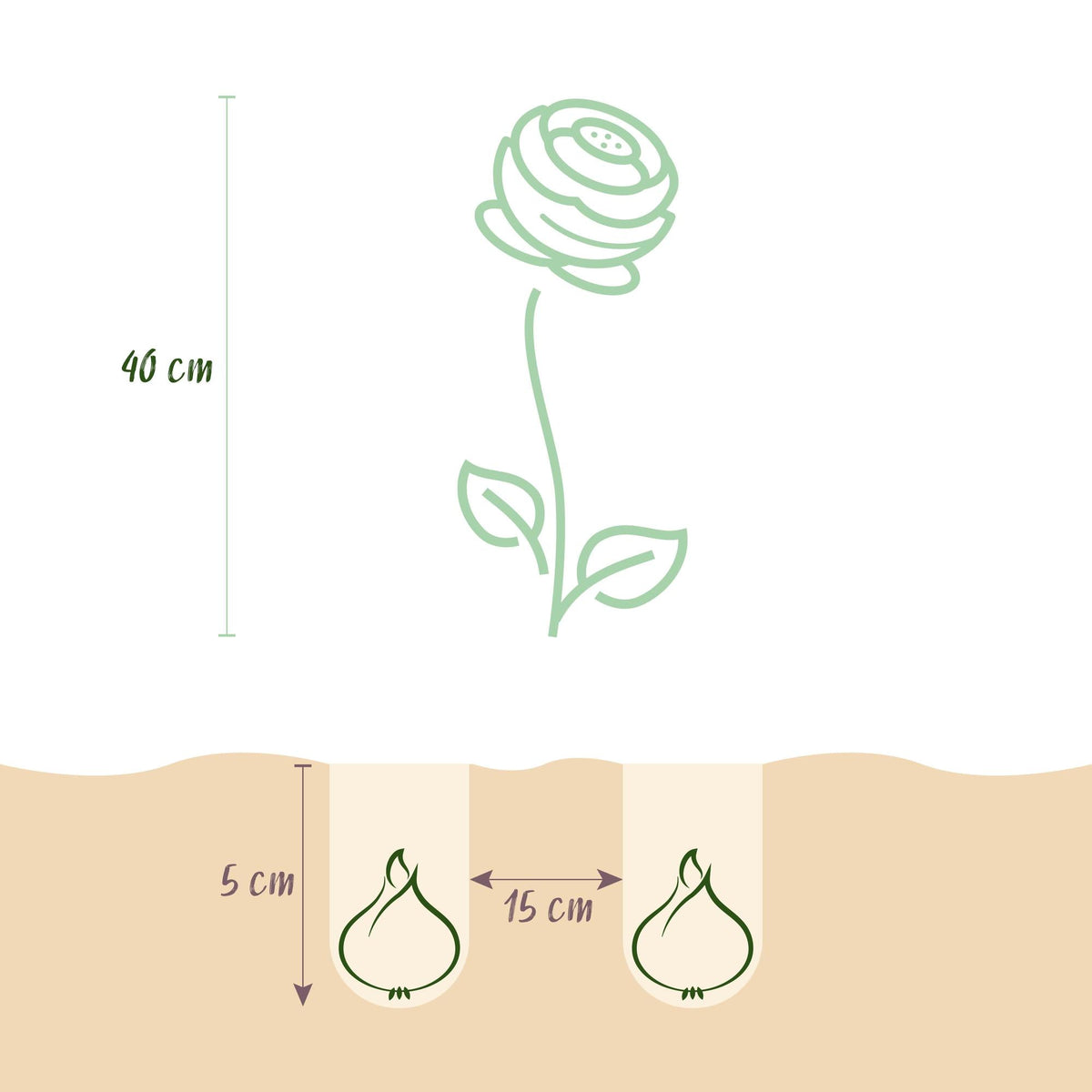 Blumenzwiebeln – Ranunculus Pastel Mix – winterhart & mehrjährig – verschiedene Farben – 40 Stück – Zwiebelgröße 5/6 – XXL Pack - Green Guardia - Ihr Experte für Schädlinge und Pflanzen