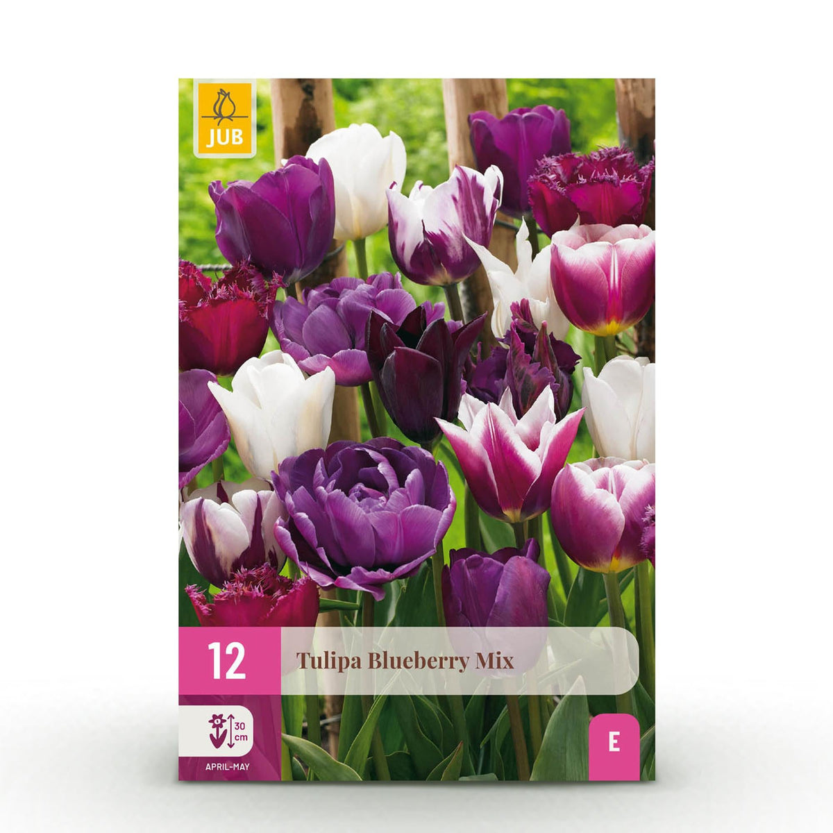 Blumenzwiebeln – Tulpe Blueberry Mix – winterhart & mehrjährig – verschiedene Farben – 12 Stück – Zwiebelgröße 11/12 – XXL Pack - Green Guardia - Ihr Experte für Schädlinge und Pflanzen