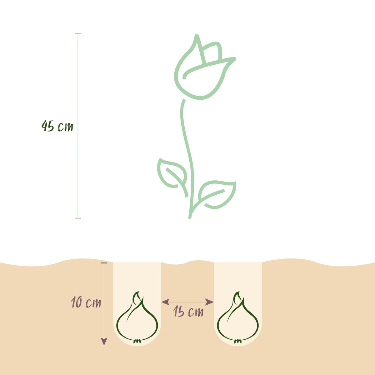 Blumenzwiebeln – Tulpe ‘Double Sensation’ – winterhart & mehrjährig – weiß & rosa – 12 Stück – Zwiebelgröße 11/12 – XXL Pack - Green Guardia - Ihr Experte für Schädlinge und Pflanzen