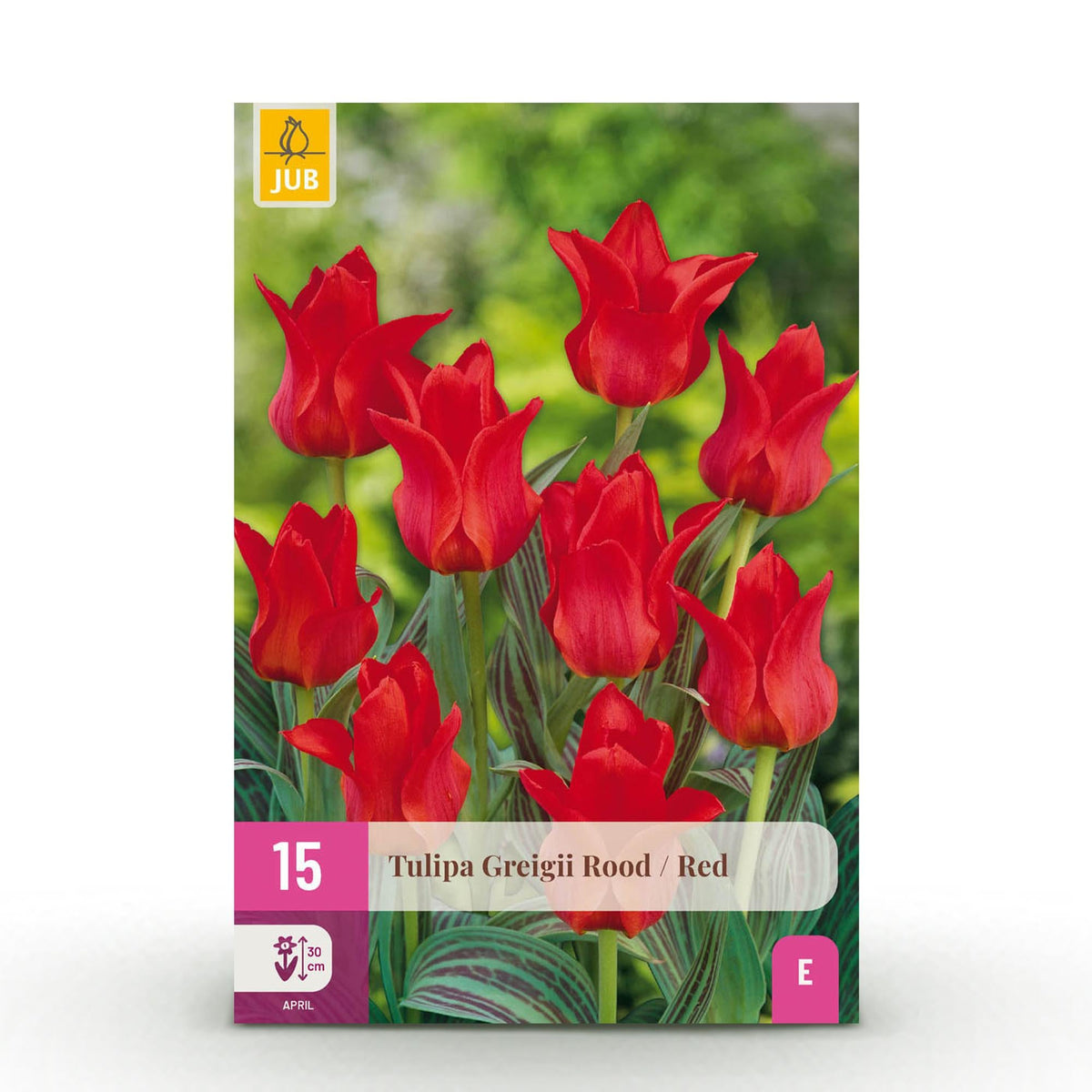 Blumenzwiebeln – Tulpe Greigii ‘Red’ – winterhart & mehrjährig – rot – 15 Stück – Zwiebelgröße 11/12 – XXL Pack - Green Guardia - Ihr Experte für Schädlinge und Pflanzen