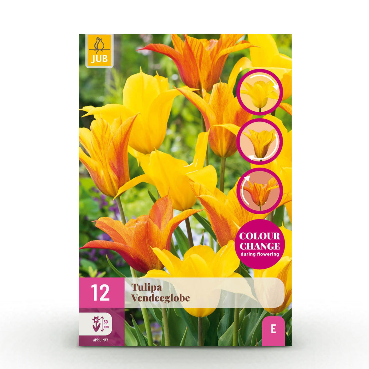Blumenzwiebeln – Tulpe ‘Vendée Globe’ – winterhart & mehrjährig – gelb – 12 Stück – Zwiebelgröße 11/12 – XXL Pack - Green Guardia - Ihr Experte für Schädlinge und Pflanzen