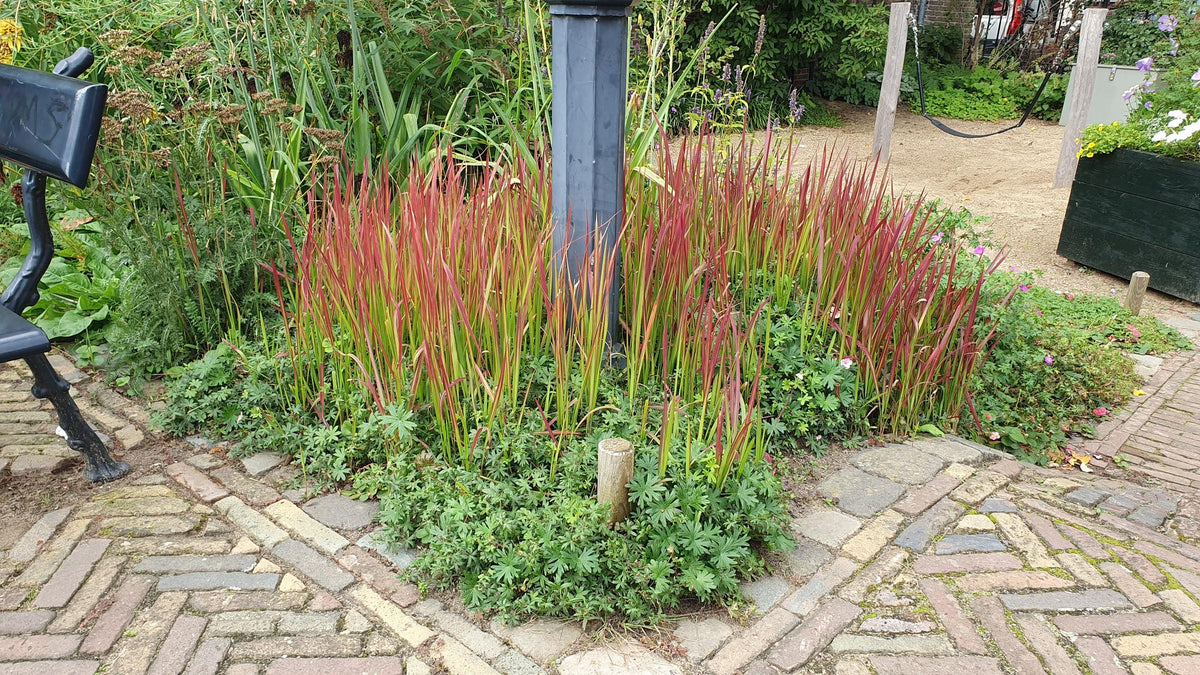 Blutgras ‘Red Baron’ – kompaktes Ziergras, 10–25 cm, 9 cm Topf - Green Guardia - Ihr Experte für Schädlinge und Pflanzen
