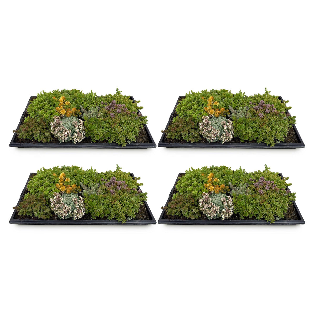 Bodendecker - Matte aus 10 Sedum - Arten – winterhart, 50 × 30 cm - Green Guardia - Ihr Experte für Schädlinge und Pflanzen