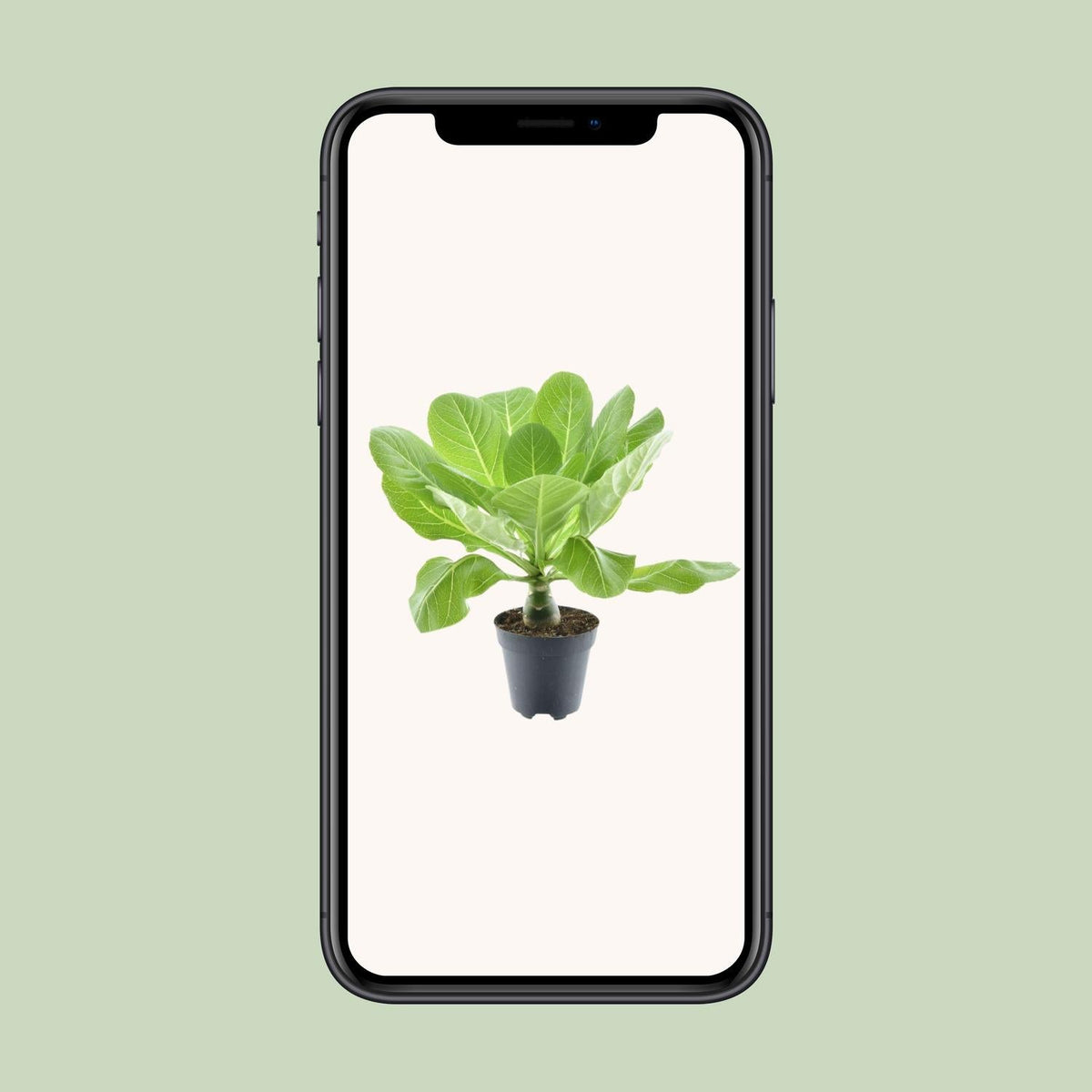 Brighamia insignis ‘Hawaii Palm’ – Hawaii - Palme – 12 cm Topf, 37 cm hoch - Green Guardia - Ihr Experte für Schädlinge und Pflanzen