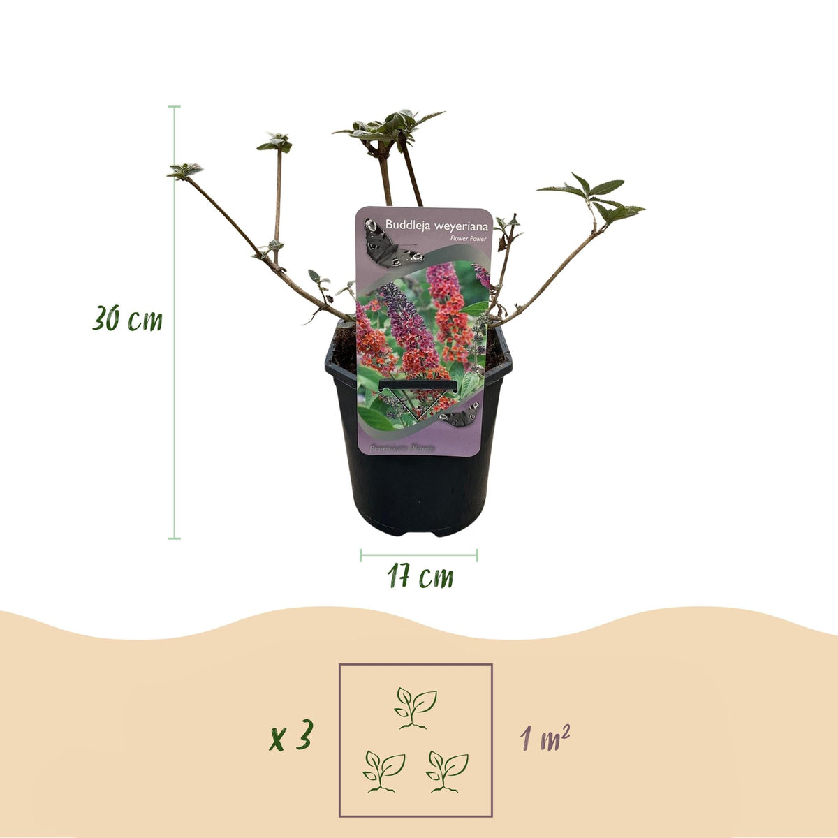 Buddleja davidii ‘Flower Power’ – laubabwerfender Schmetterlingsstrauch, 17 cm Topf, 30 cm Höhe - Green Guardia - Ihr Experte für Schädlinge und Pflanzen