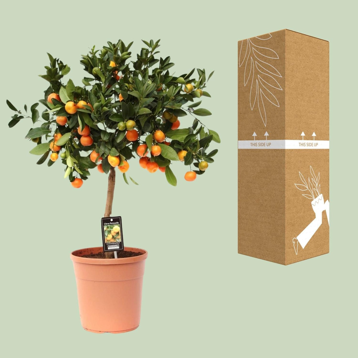 Calamondinorange (Citrus calamondin) – 40–80 cm - Green Guardia - Ihr Experte für Schädlinge und Pflanzen