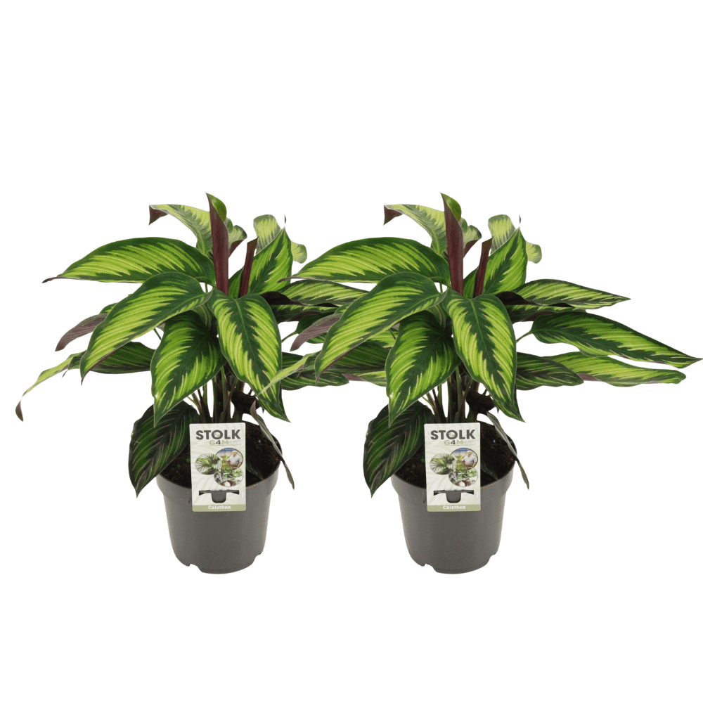 Calathea majestica ‘Princeps’ – Korbmarante – 14 cm Topf, 45 cm hoch - Green Guardia - Ihr Experte für Schädlinge und Pflanzen