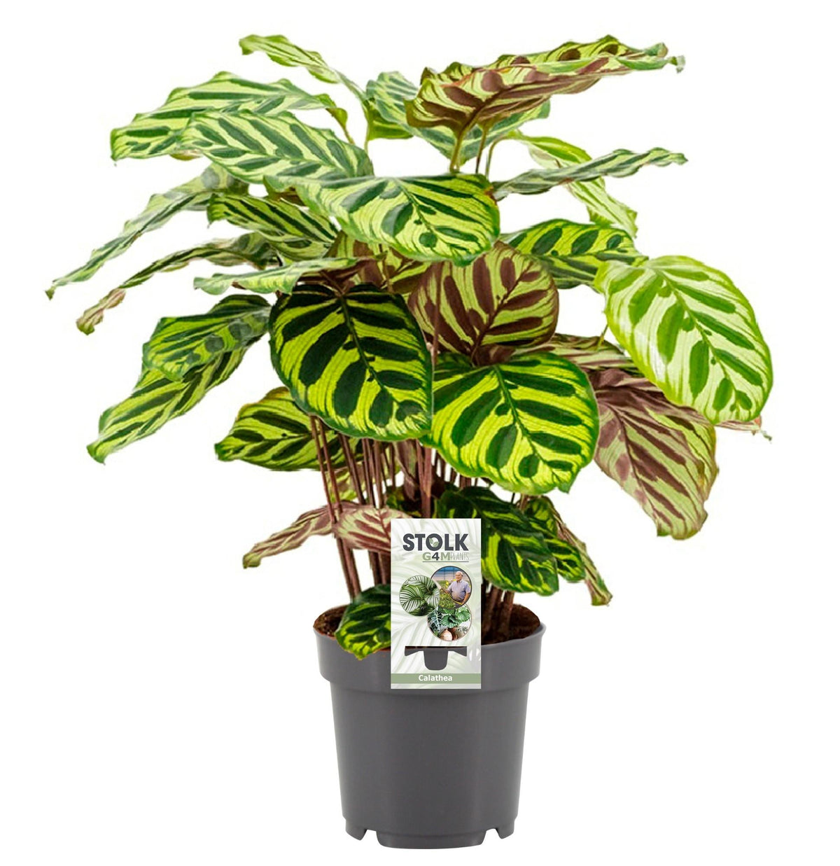 Calathea makoyana – Korbmarante – 14 cm Topf, 45 cm hoch - Green Guardia - Ihr Experte für Schädlinge und Pflanzen