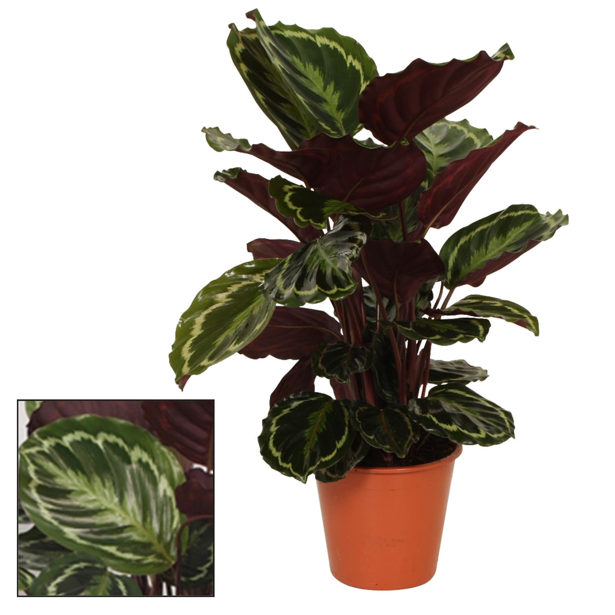Calathea Medaillon – Medaillon - Korbmarante - 19 cm Topf, 75 cm hoch - Green Guardia - Ihr Experte für Schädlinge und Pflanzen