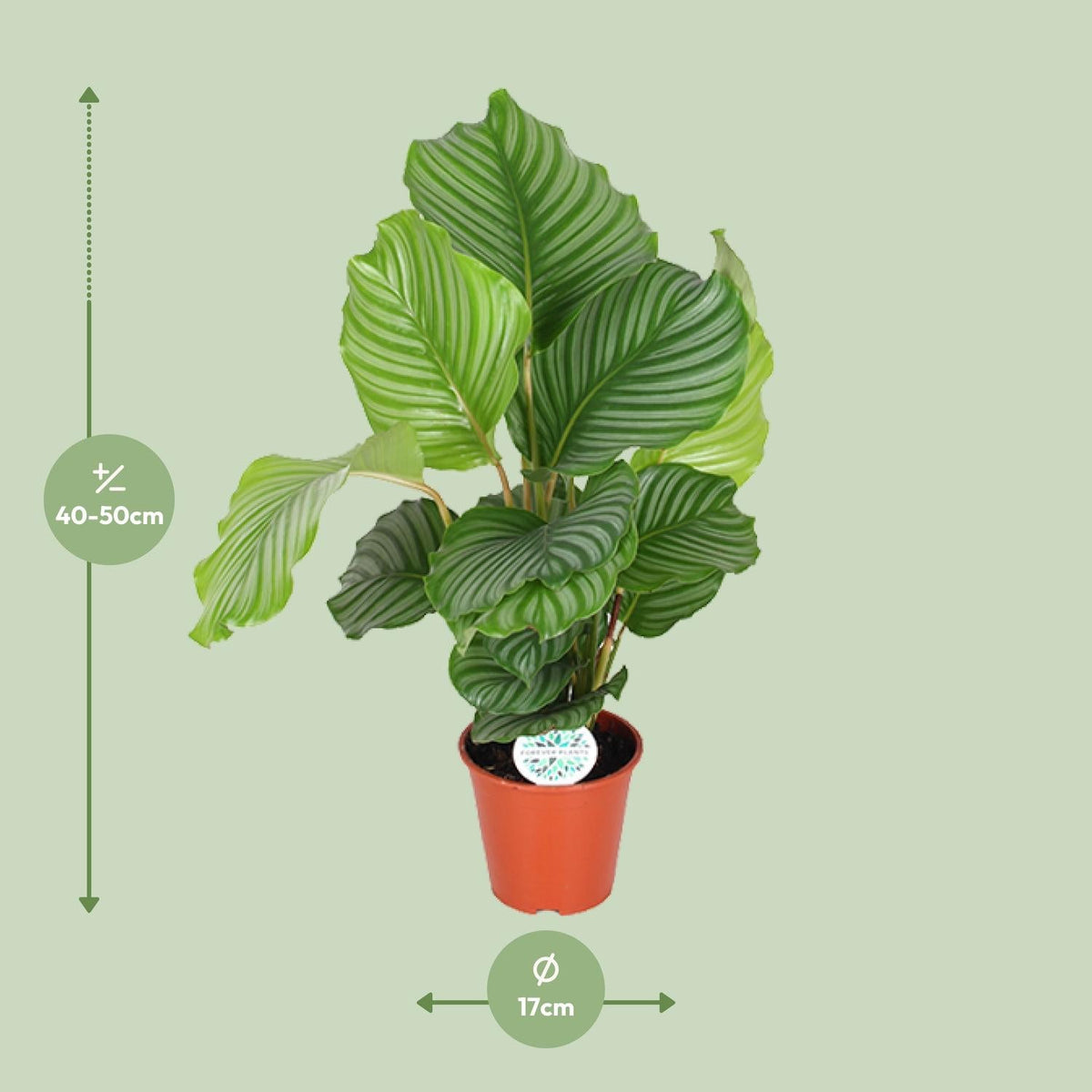 Calathea Orbifolia – Rundblatt - Korbmarante - 25 - 65cm - Green Guardia - Ihr Experte für Schädlinge und Pflanzen