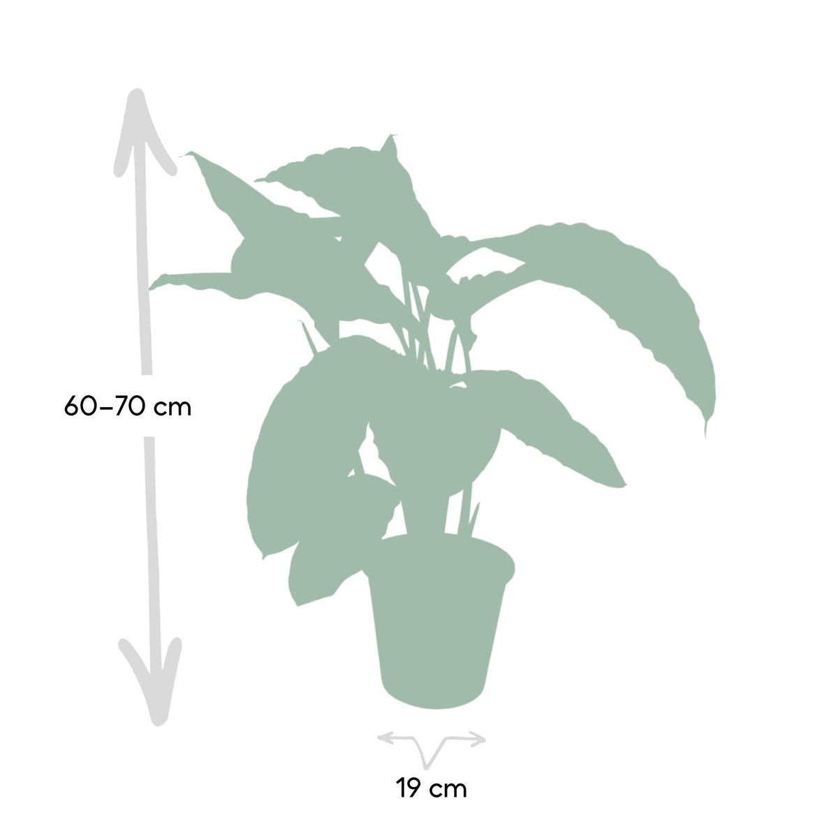 Calathea Warscewiczii – Samt - Korbmarante - 50 - 70 cm - Green Guardia - Ihr Experte für Schädlinge und Pflanzen