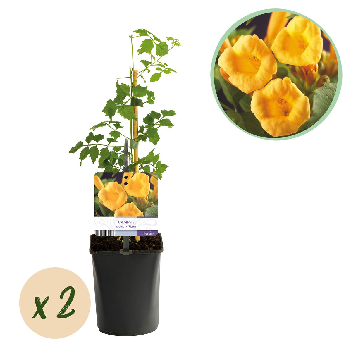 Campsis radicans ‘Flava’ – gelb blühende Trompetenblume, 2 Stück, 11 - cm Topf, 40 cm Höhe - Green Guardia - Ihr Experte für Schädlinge und Pflanzen