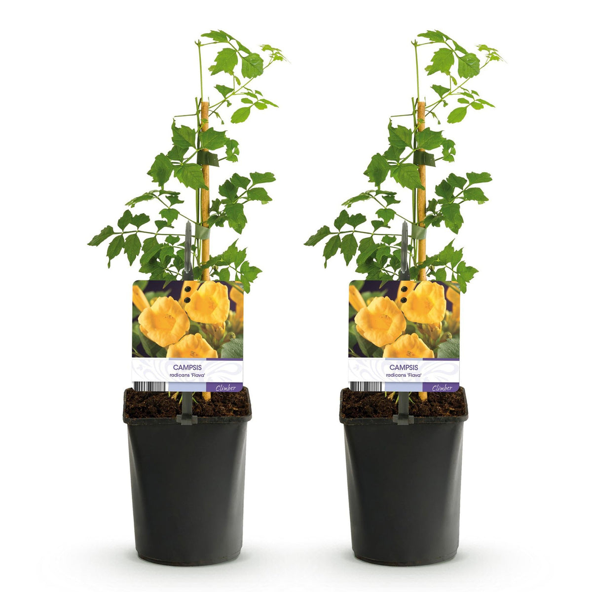 Campsis radicans ‘Flava’ – gelb blühende Trompetenblume, 2 Stück, 11 - cm Topf, 40 cm Höhe - Green Guardia - Ihr Experte für Schädlinge und Pflanzen