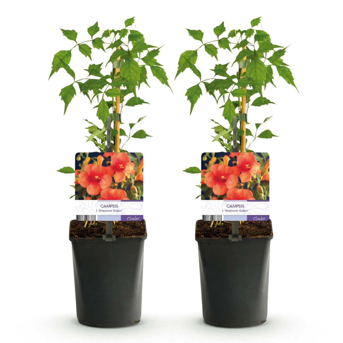 Campsis radicans ‘Madame Galen’ – Trompetenblume, orange blühend, 2 Pflanzen, 11 cm Topf, 40 cm Höhe - Green Guardia - Ihr Experte für Schädlinge und Pflanzen