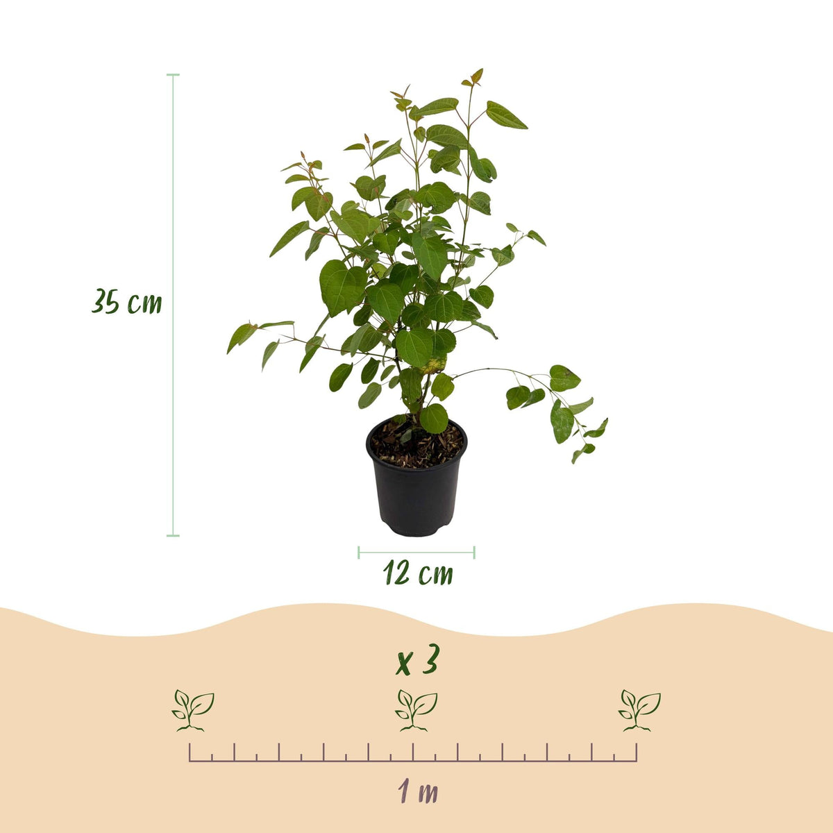 Cercidiphyllum japonicum – laubabwerfend & pflegeleicht – grünes Blatt – 12 cm Topf, ca. 35 cm hoch - Green Guardia - Ihr Experte für Schädlinge und Pflanzen