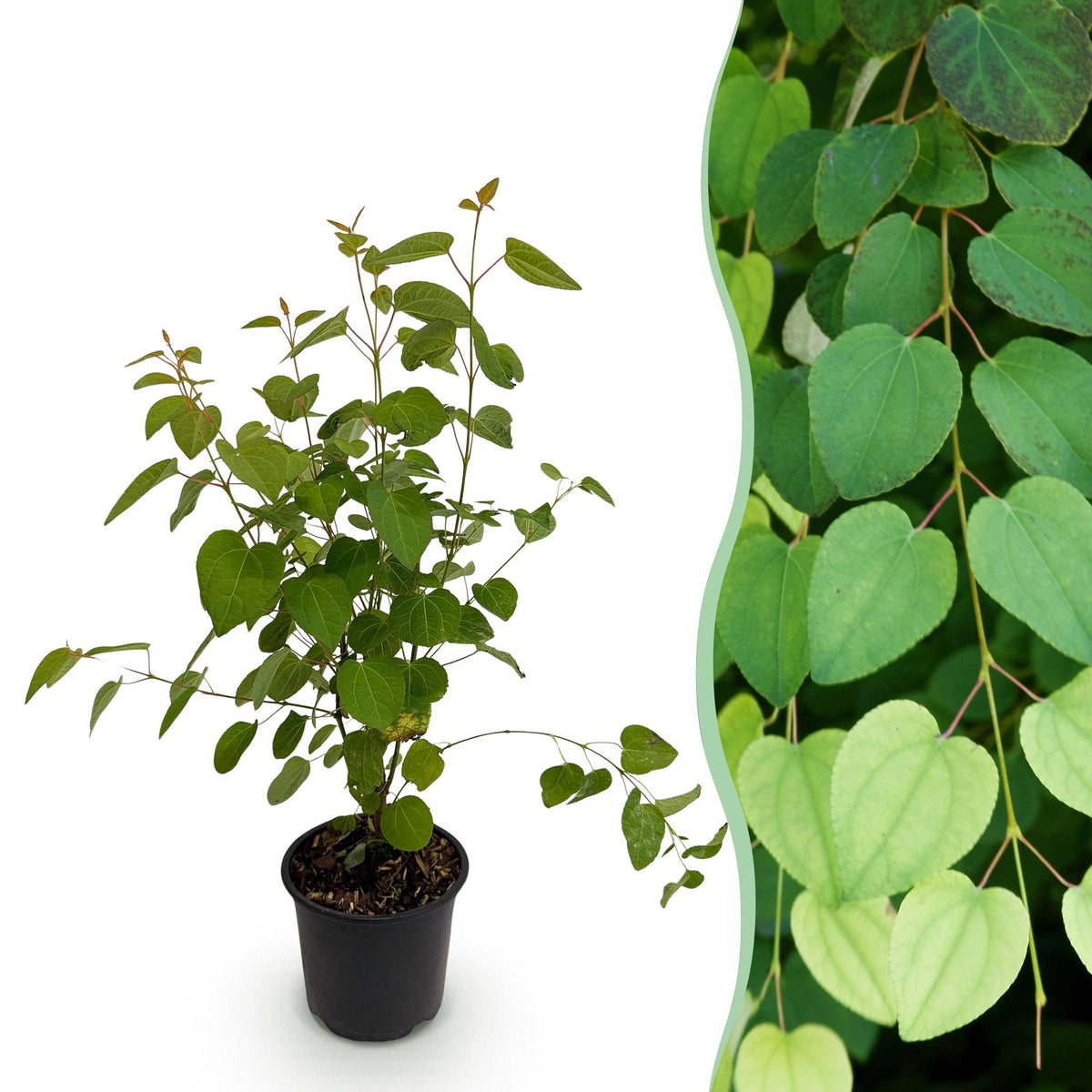 Cercidiphyllum japonicum – laubabwerfend & pflegeleicht – grünes Blatt – 12 cm Topf, ca. 35 cm hoch - Green Guardia - Ihr Experte für Schädlinge und Pflanzen