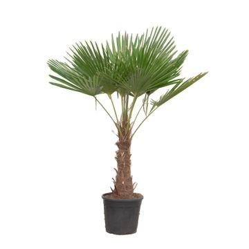 Chinesische Hanfpalme (Trachycarpus fortunei) – 120–240 cm - Green Guardia - Ihr Experte für Schädlinge und Pflanzen