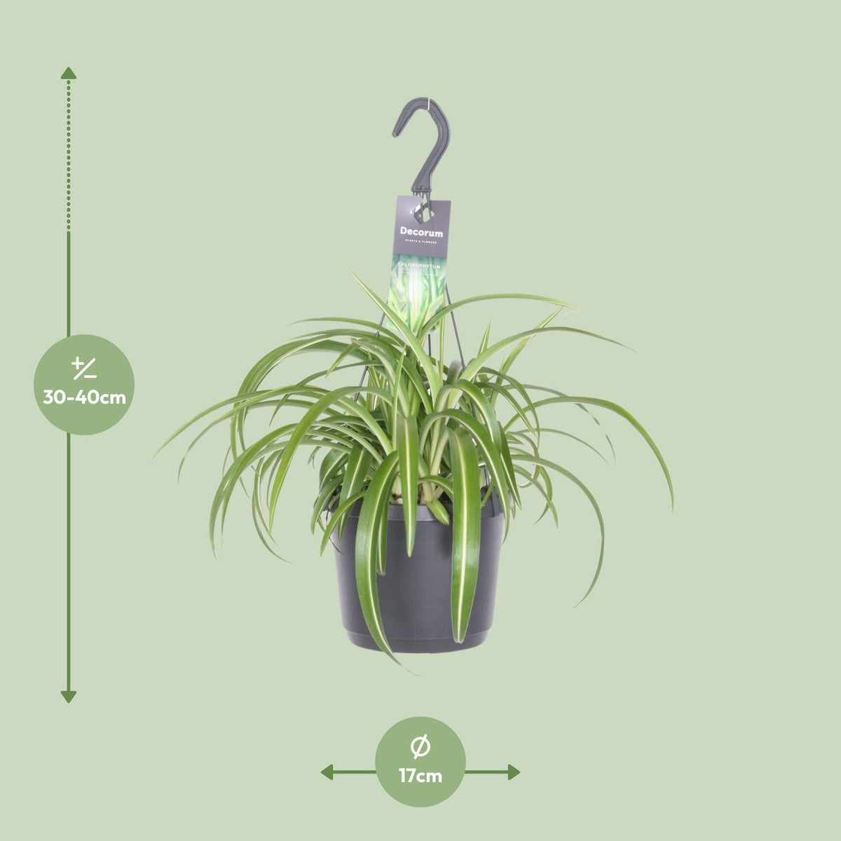 Chlorophytum Comosum ‘Bonnie’ – Grünlilie - 17 cm Topf, 35 cm hoch - Green Guardia - Ihr Experte für Schädlinge und Pflanzen