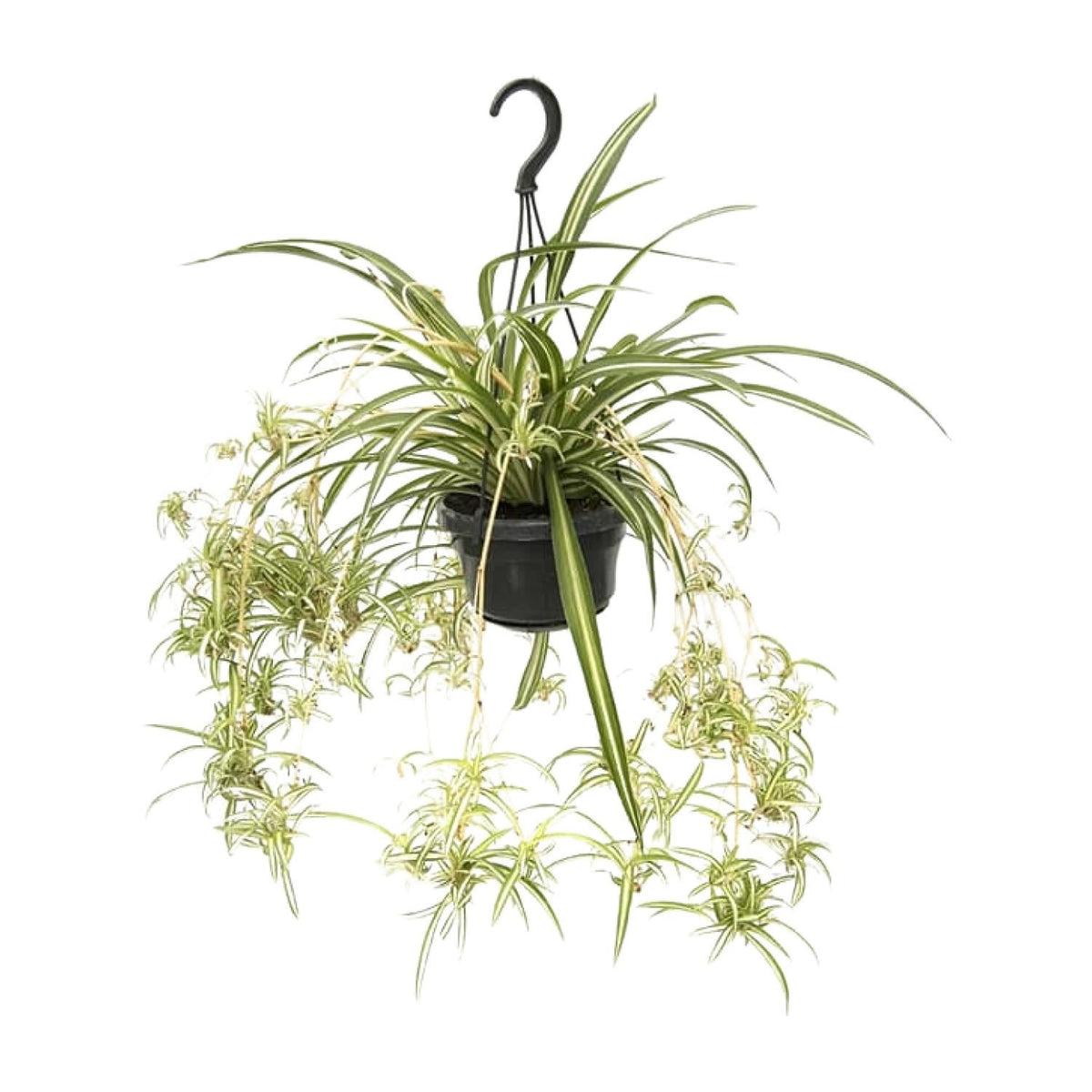 Chlorophytum Comosum ‘Variegatum’ – Grünlilie - 30 - 55 cm - Green Guardia - Ihr Experte für Schädlinge und Pflanzen