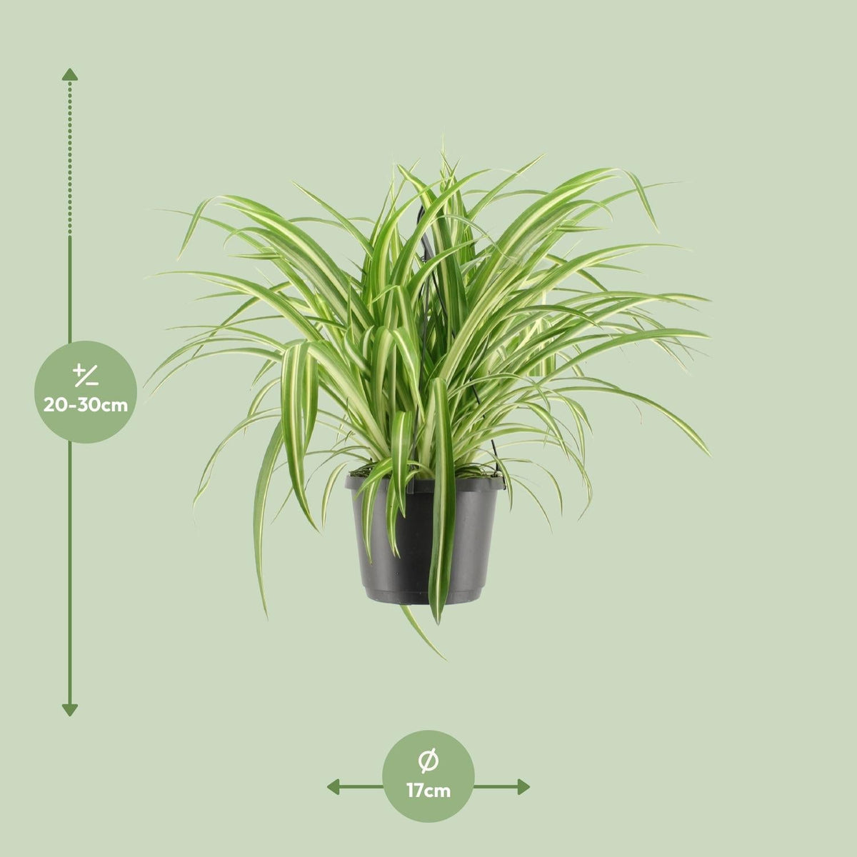 Chlorophytum Comosum ‘Variegatum’ – Grünlilie - 30 - 55 cm - Green Guardia - Ihr Experte für Schädlinge und Pflanzen