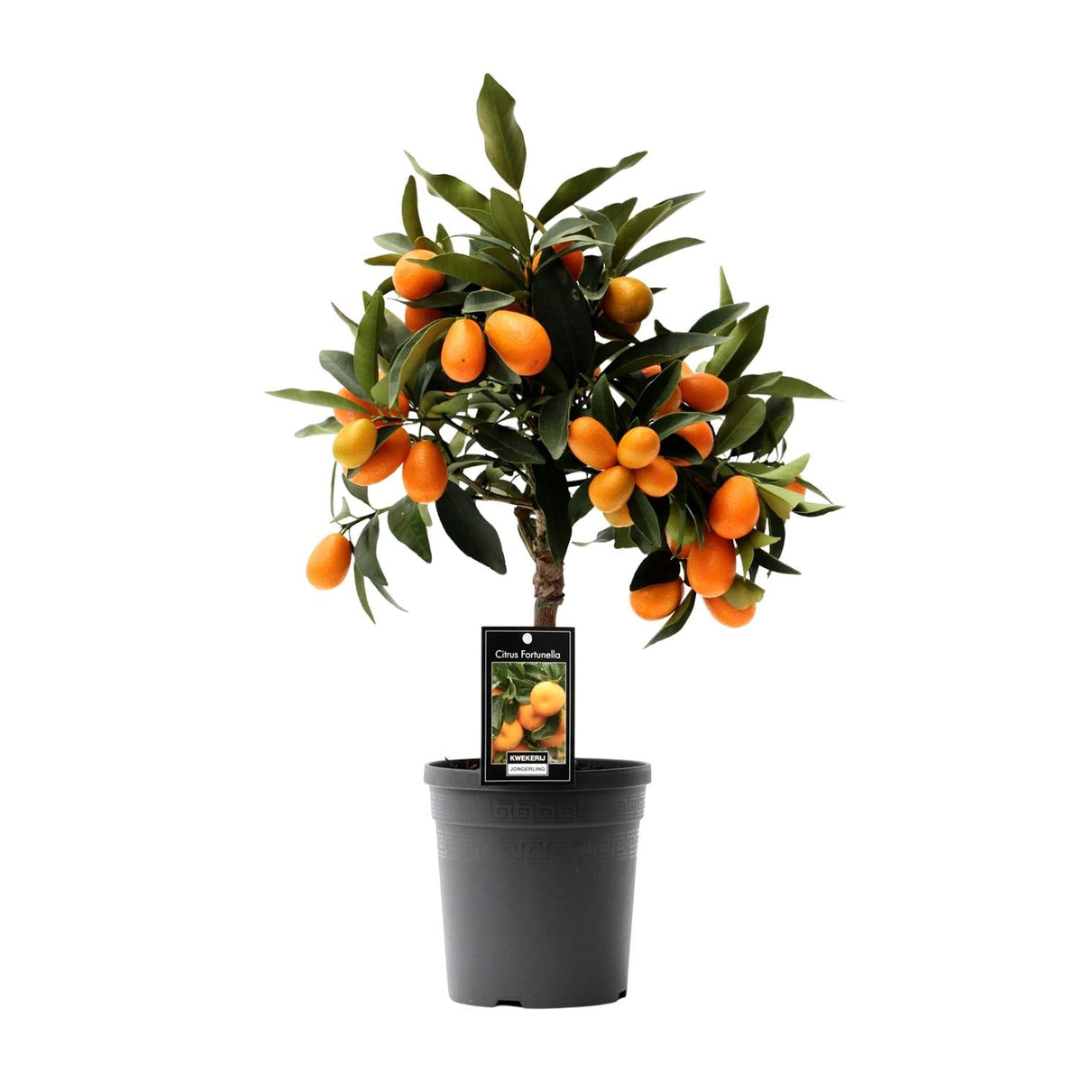 Citrus Kumquat - 16cm Topf, 45cm hoch - Green Guardia - Ihr Experte für Schädlinge und Pflanzen