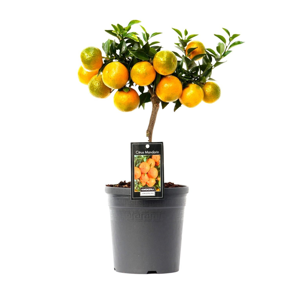 Citrus Mandarin - 16cm Topf, 45cm hoch - Green Guardia - Ihr Experte für Schädlinge und Pflanzen