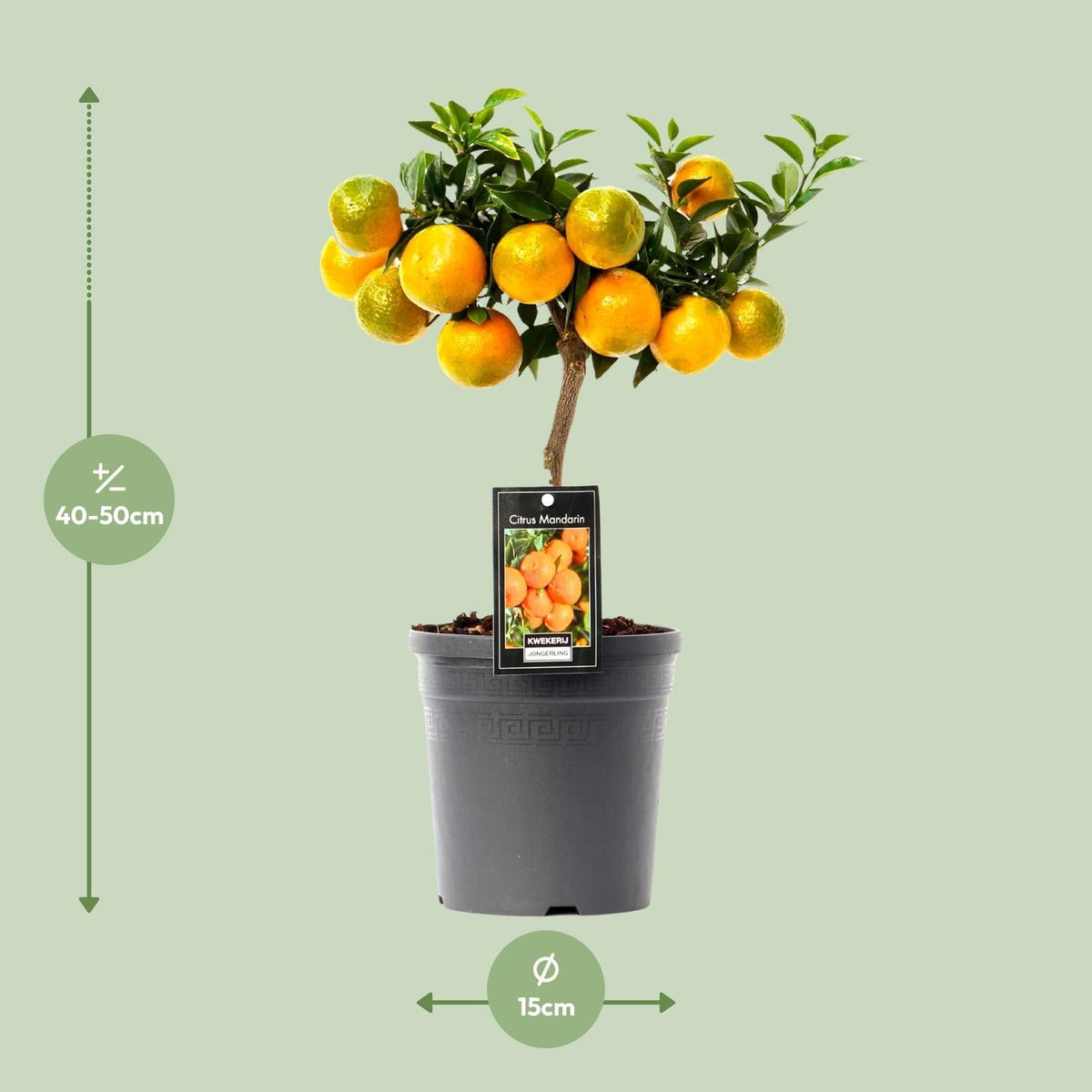Citrus Mandarin - 16cm Topf, 45cm hoch - Green Guardia - Ihr Experte für Schädlinge und Pflanzen