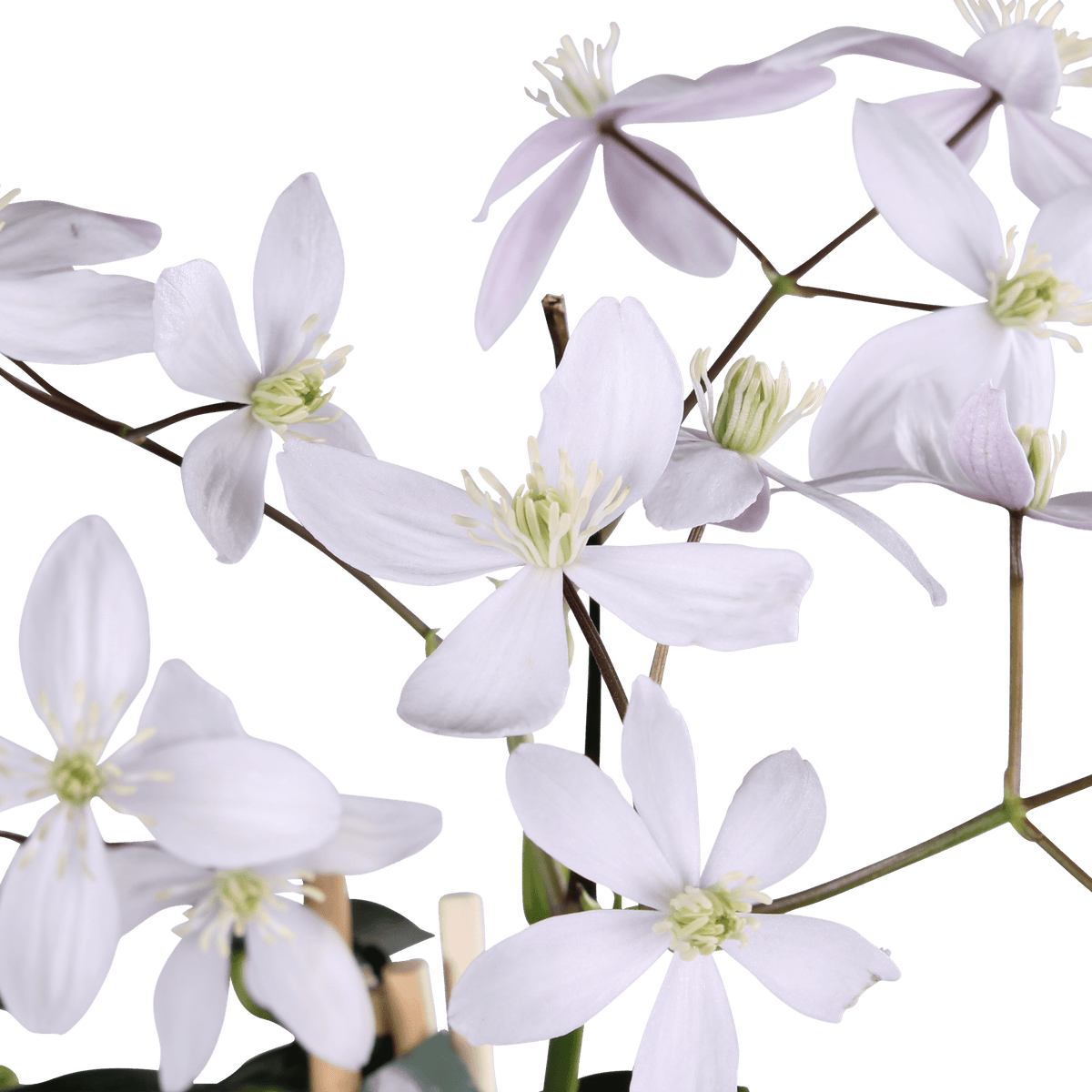 Clematis armandii ‘Apple Blossom’ – immergrüne, hellrosa Kletterpflanze, Topf 15 cm, Höhe 65 cm - Green Guardia - Ihr Experte für Schädlinge und Pflanzen