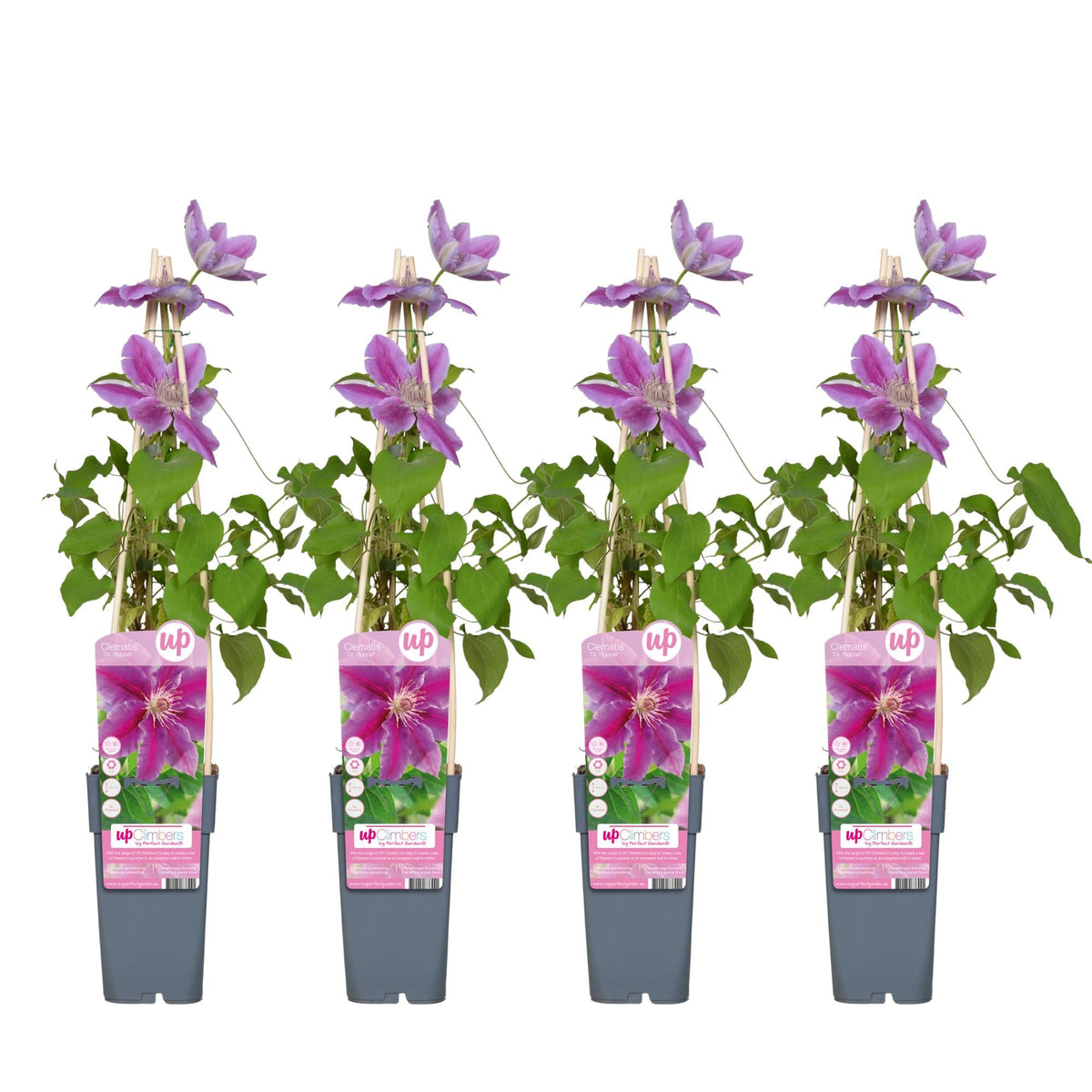 Clematis ‘Dr. Ruppel’ – sommerblühende Kletterpflanze, 15 cm Topf, 65 cm hoch - Green Guardia - Ihr Experte für Schädlinge und Pflanzen