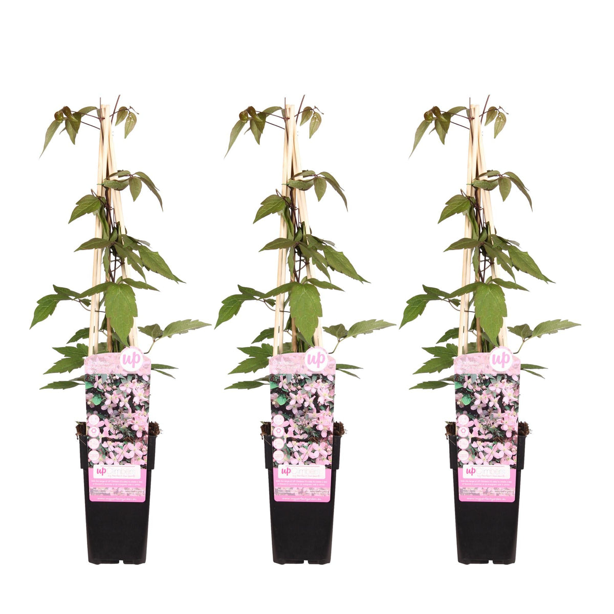 Clematis ‘Fragrant Spring’ (Clematis montana) – hellrosa Blüten, 15 cm Topf, 65 cm Höhe - Green Guardia - Ihr Experte für Schädlinge und Pflanzen