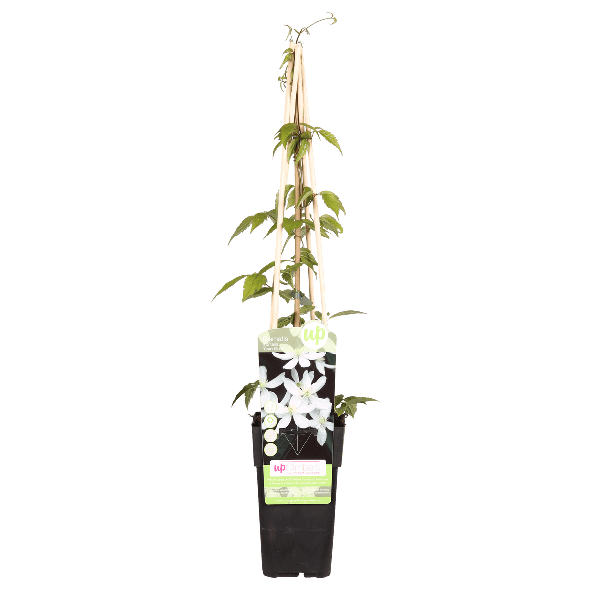 Clematis ‘Grandiflora’ – kräftige Kletterpflanze mit weißen Blüten, 15 cm Topf, 65 cm hoch - Green Guardia - Ihr Experte für Schädlinge und Pflanzen