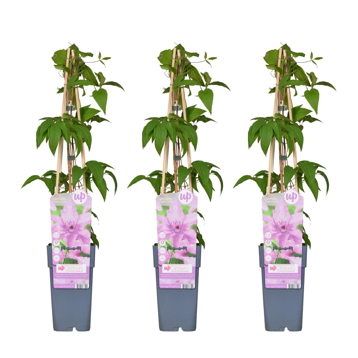 Clematis ‘Hagley Hybrid’ – großblütige Clematis in Rosa, 15 cm Topf, 65 cm hoch - Green Guardia - Ihr Experte für Schädlinge und Pflanzen