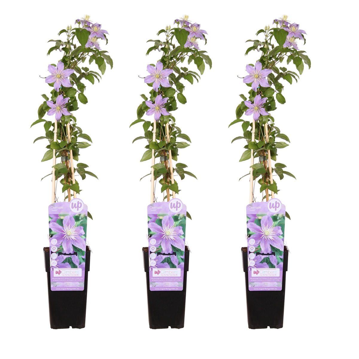 Clematis ‘Justa’ – zartviolette Blüten, 15 cm Topf, 65 cm Höhe - Green Guardia - Ihr Experte für Schädlinge und Pflanzen