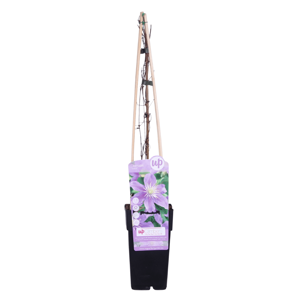 Clematis ‘Justa’ – zartviolette Blüten, 15 cm Topf, 65 cm Höhe - Green Guardia - Ihr Experte für Schädlinge und Pflanzen