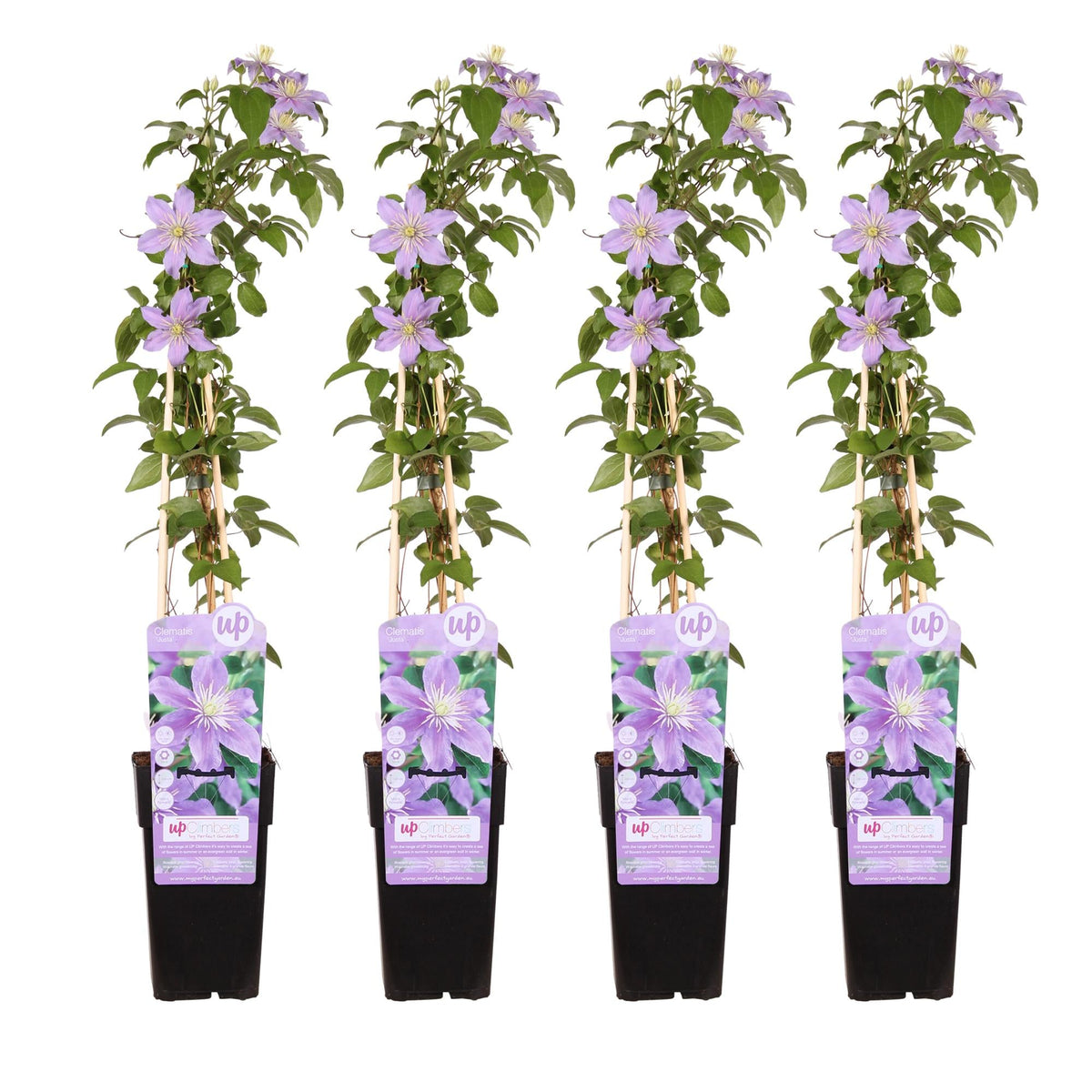 Clematis ‘Justa’ – zartviolette Blüten, 15 cm Topf, 65 cm Höhe - Green Guardia - Ihr Experte für Schädlinge und Pflanzen