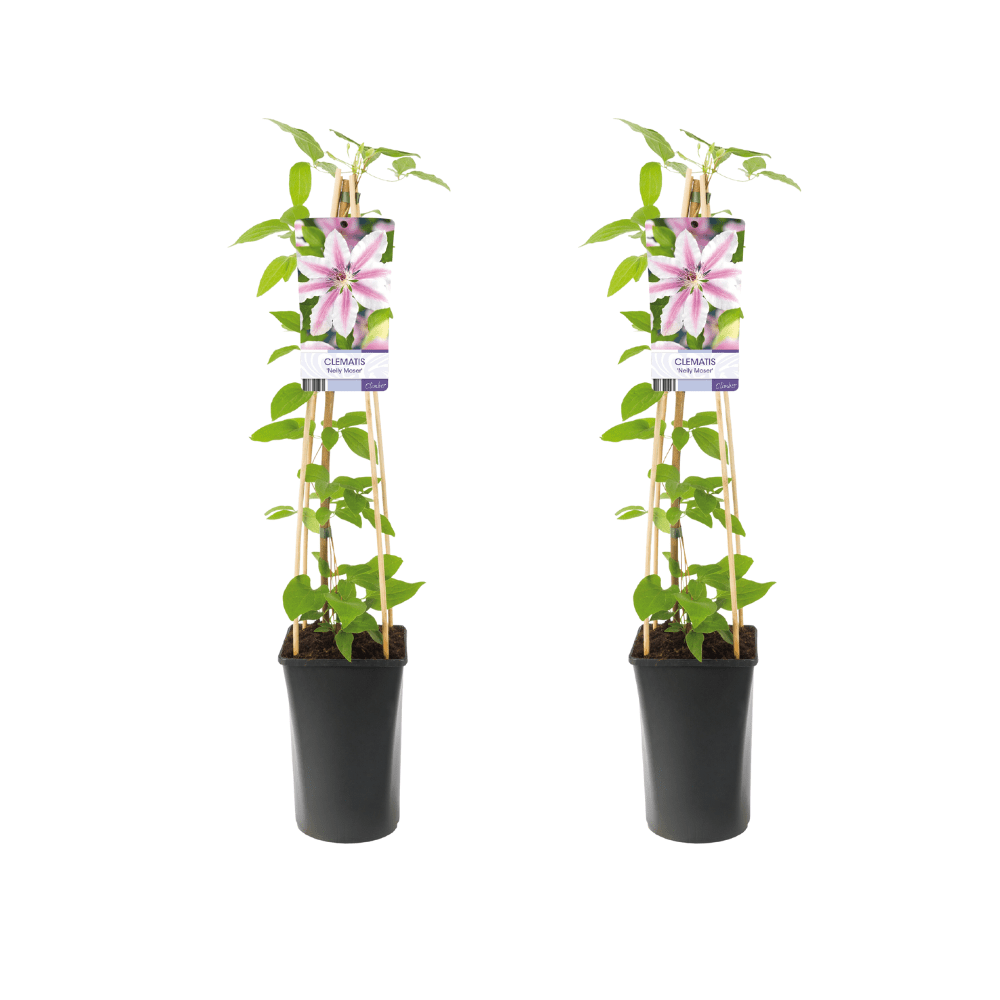 Clematis ‘Nelly Moser’ – hellrosa Kletterpflanze, 15 cm Topf, 65 cm hoch - Green Guardia - Ihr Experte für Schädlinge und Pflanzen