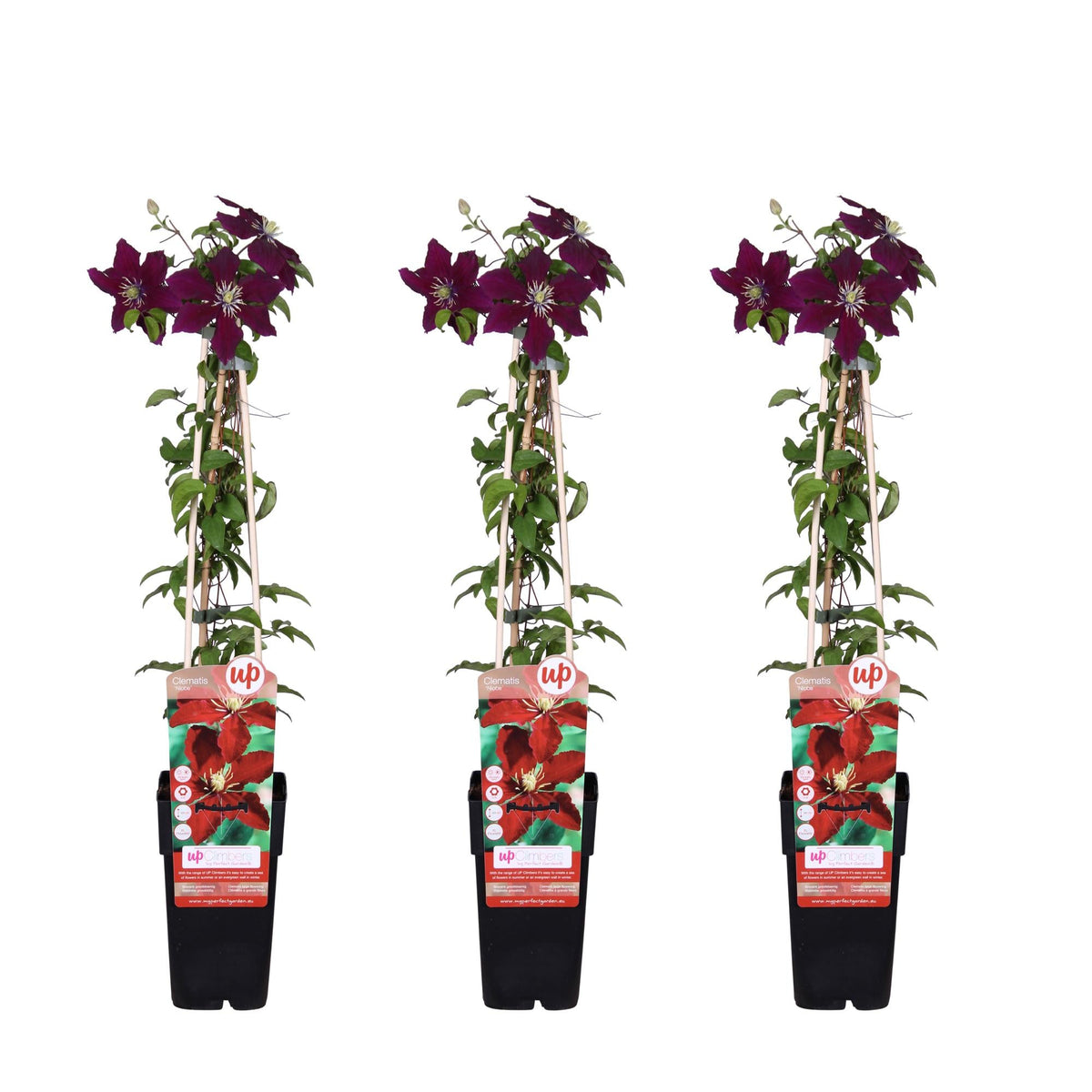Clematis ‘Niobe’ – großblütige, sommerblühende Sorte, 15 cm Topf, 65 cm Höhe - Green Guardia - Ihr Experte für Schädlinge und Pflanzen