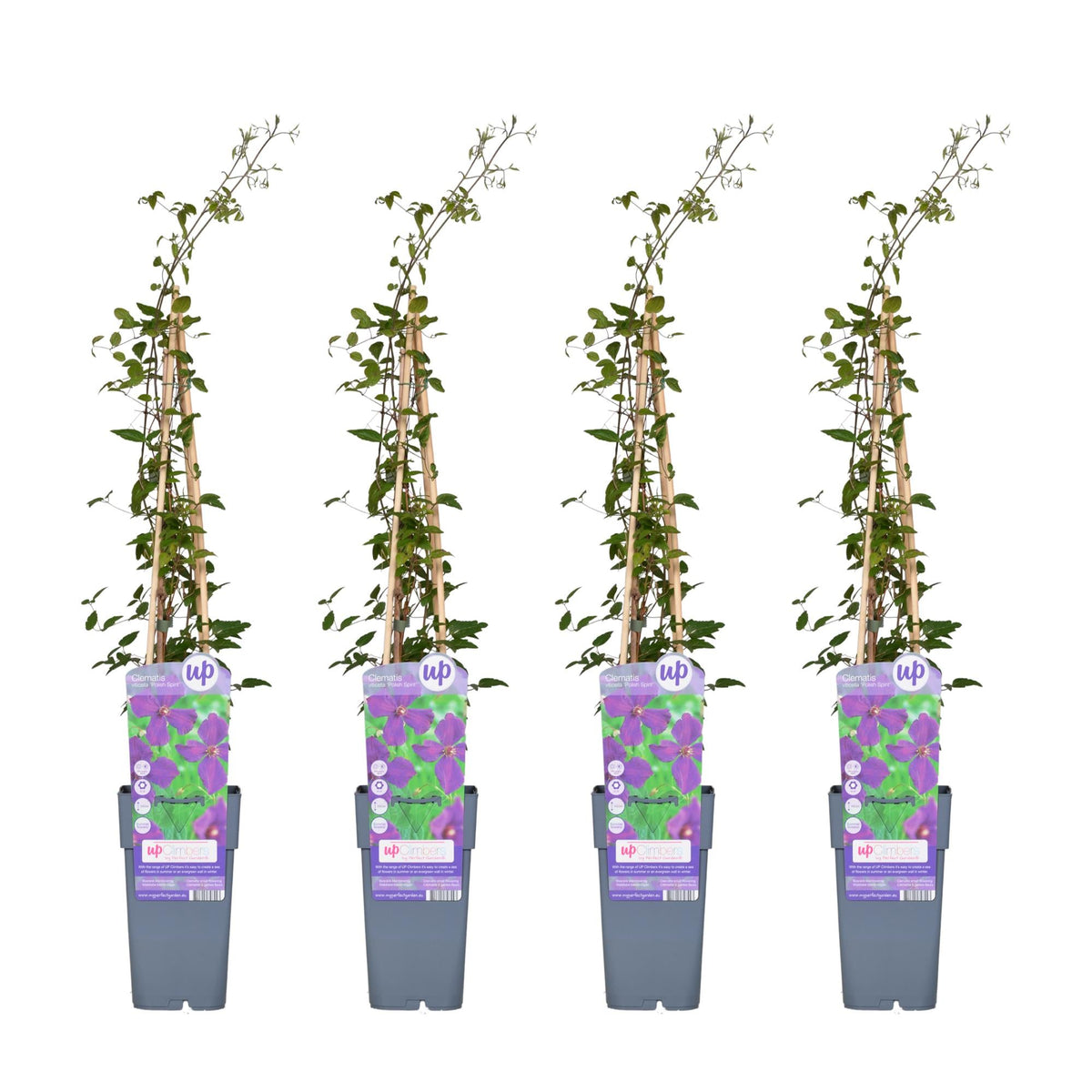 Clematis ‘Polish Spirit’ – kräftig wachsende Sommerblüherin, 15 cm Topf, 65 cm hoch - Green Guardia - Ihr Experte für Schädlinge und Pflanzen