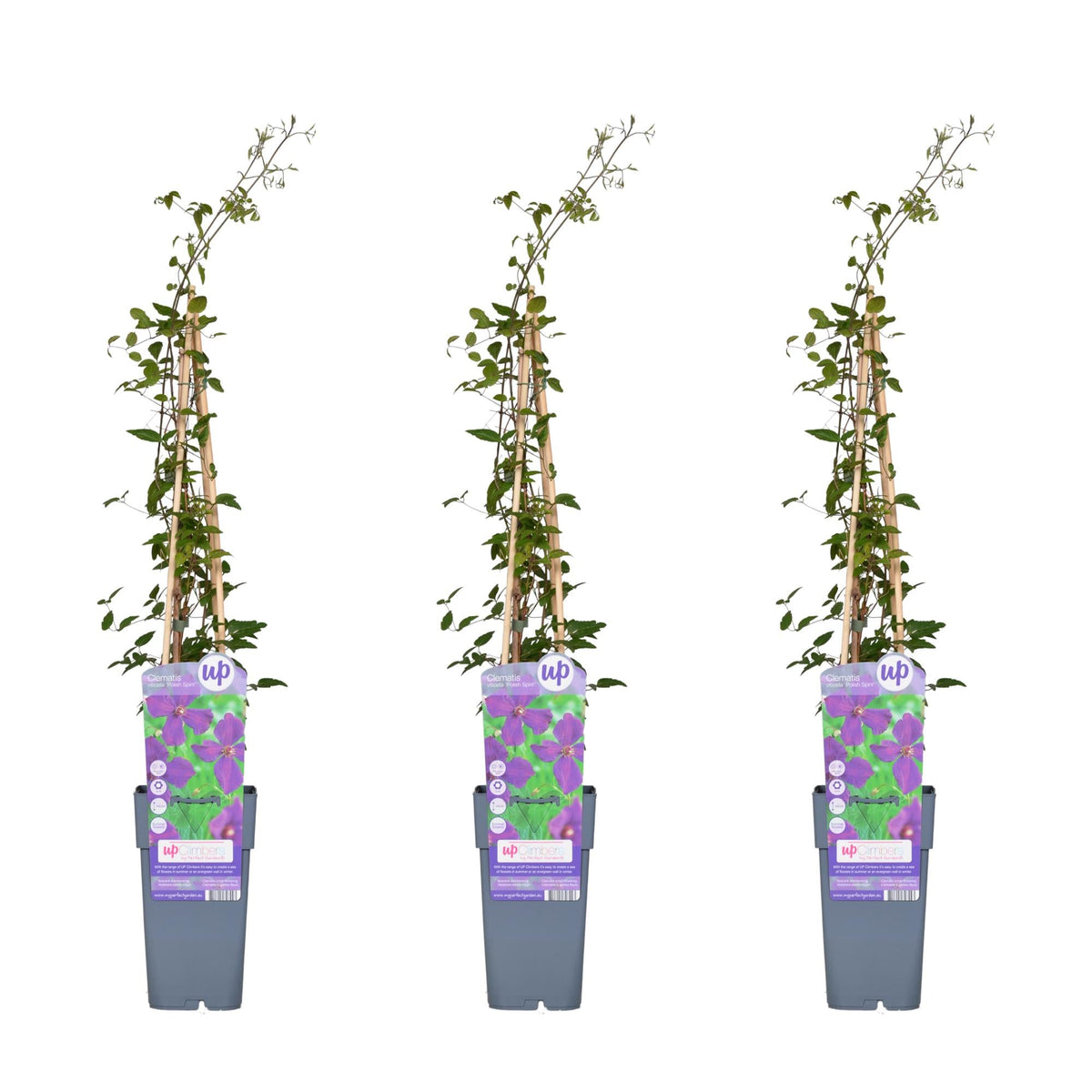 Clematis ‘Polish Spirit’ – kräftig wachsende Sommerblüherin, 15 cm Topf, 65 cm hoch - Green Guardia - Ihr Experte für Schädlinge und Pflanzen