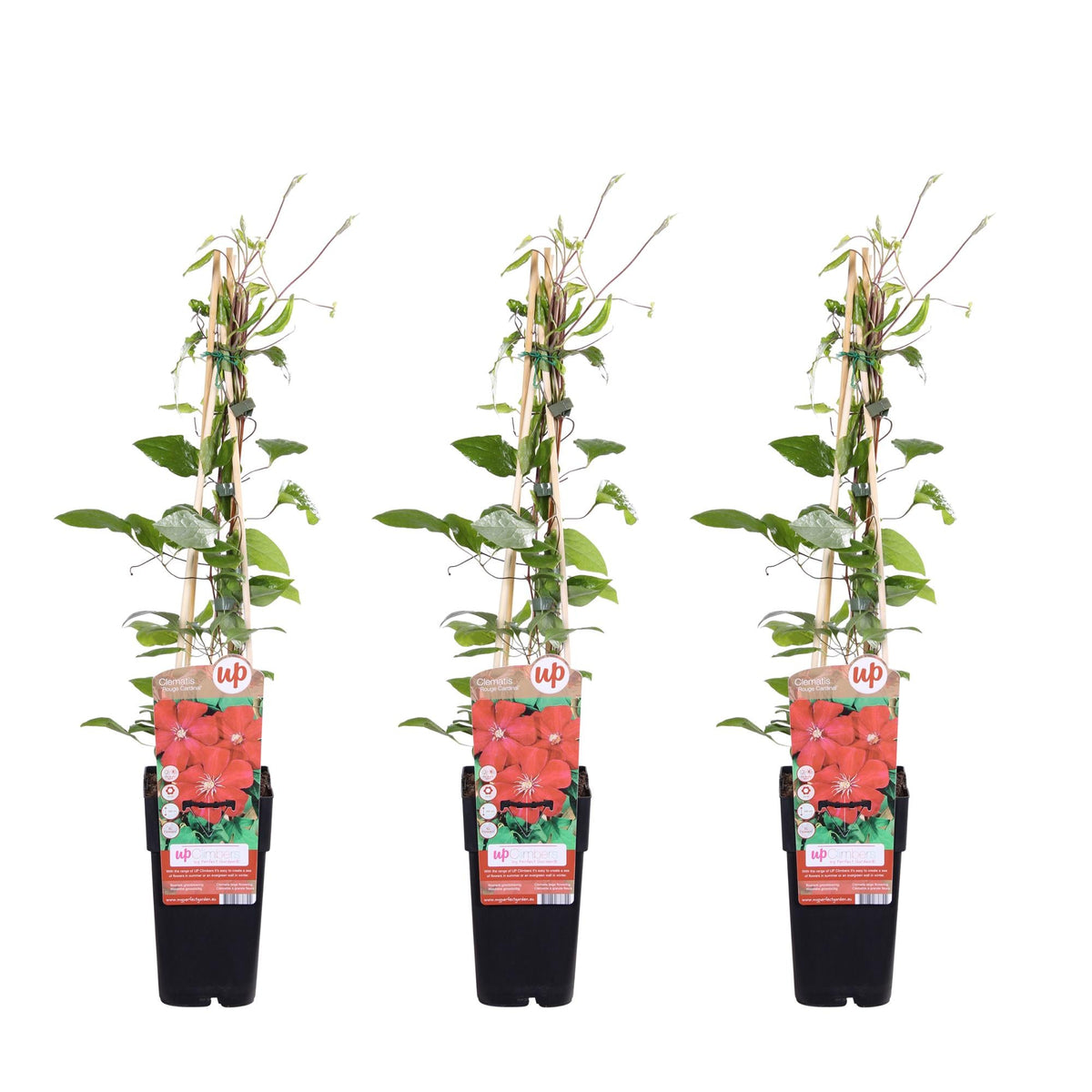 Clematis ‘Rouge Cardinal’ – kräftig rot blühende Kletterpflanze, 15 cm Topf, 65 cm Höhe - Green Guardia - Ihr Experte für Schädlinge und Pflanzen