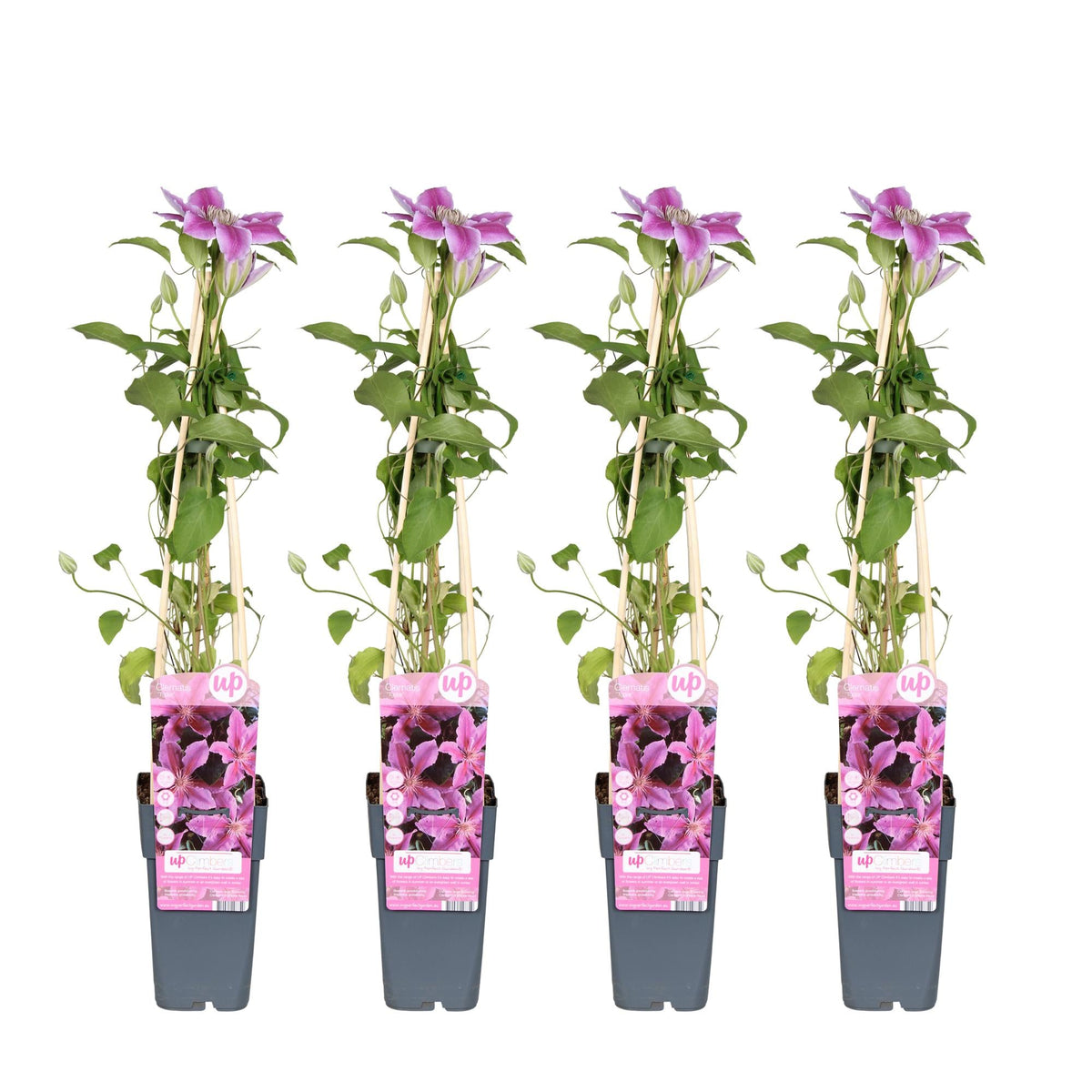 Clematis ‘Tudor’ – reichblühende Sorte, 15 cm Topf, 65 cm hoch - Green Guardia - Ihr Experte für Schädlinge und Pflanzen