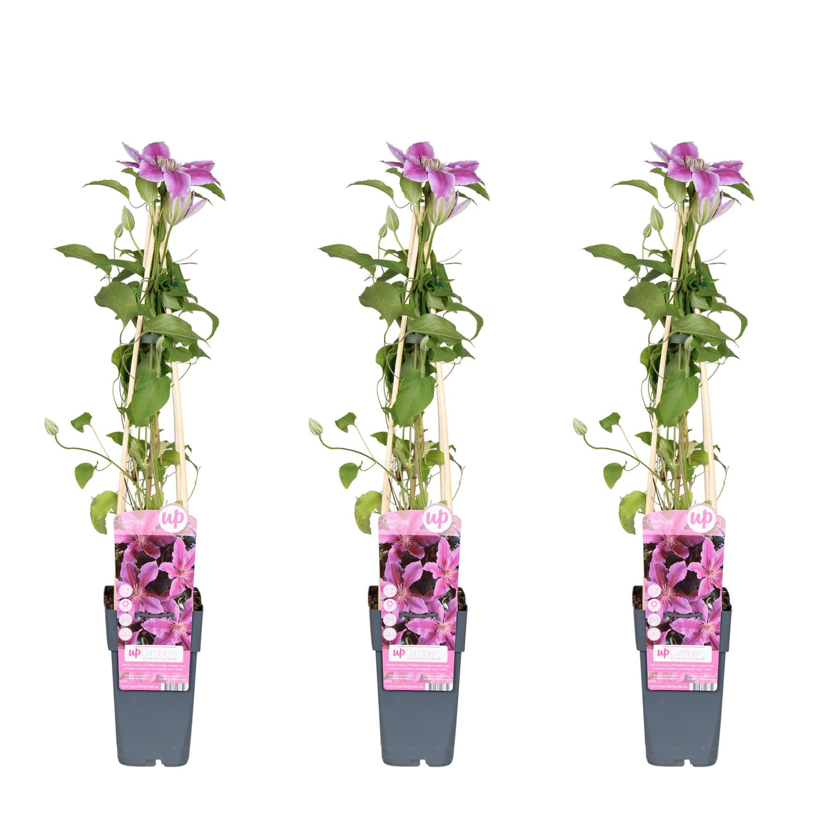Clematis ‘Tudor’ – reichblühende Sorte, 15 cm Topf, 65 cm hoch - Green Guardia - Ihr Experte für Schädlinge und Pflanzen