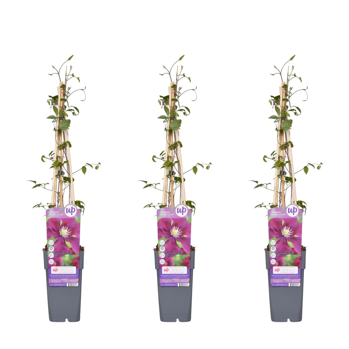 Clematis ‘Warszawska Nike’ – tiefviolette Blüten, 15 cm Topf, 65 cm Höhe - Green Guardia - Ihr Experte für Schädlinge und Pflanzen