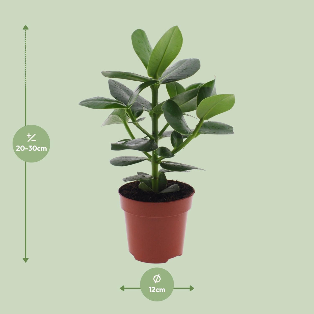 Clusia Rosea ‘Princess’ – Autogrammbaum - 15 - 60 cm - Green Guardia - Ihr Experte für Schädlinge und Pflanzen