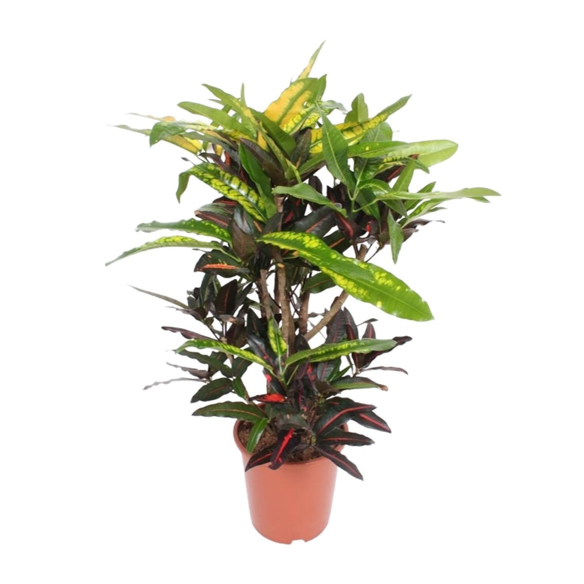 Codiaeum ‘Mango’ (Croton Mango) – Wunderstrauch – 27 cm Topf, 110 cm hoch - Green Guardia - Ihr Experte für Schädlinge und Pflanzen